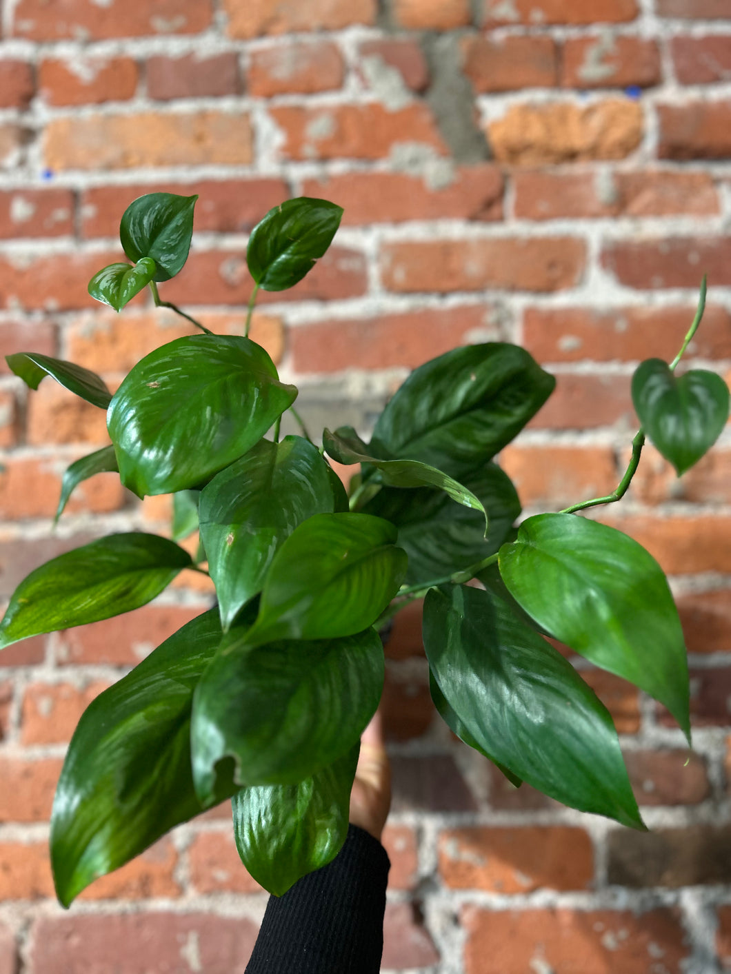 Scindapsus Officinalis