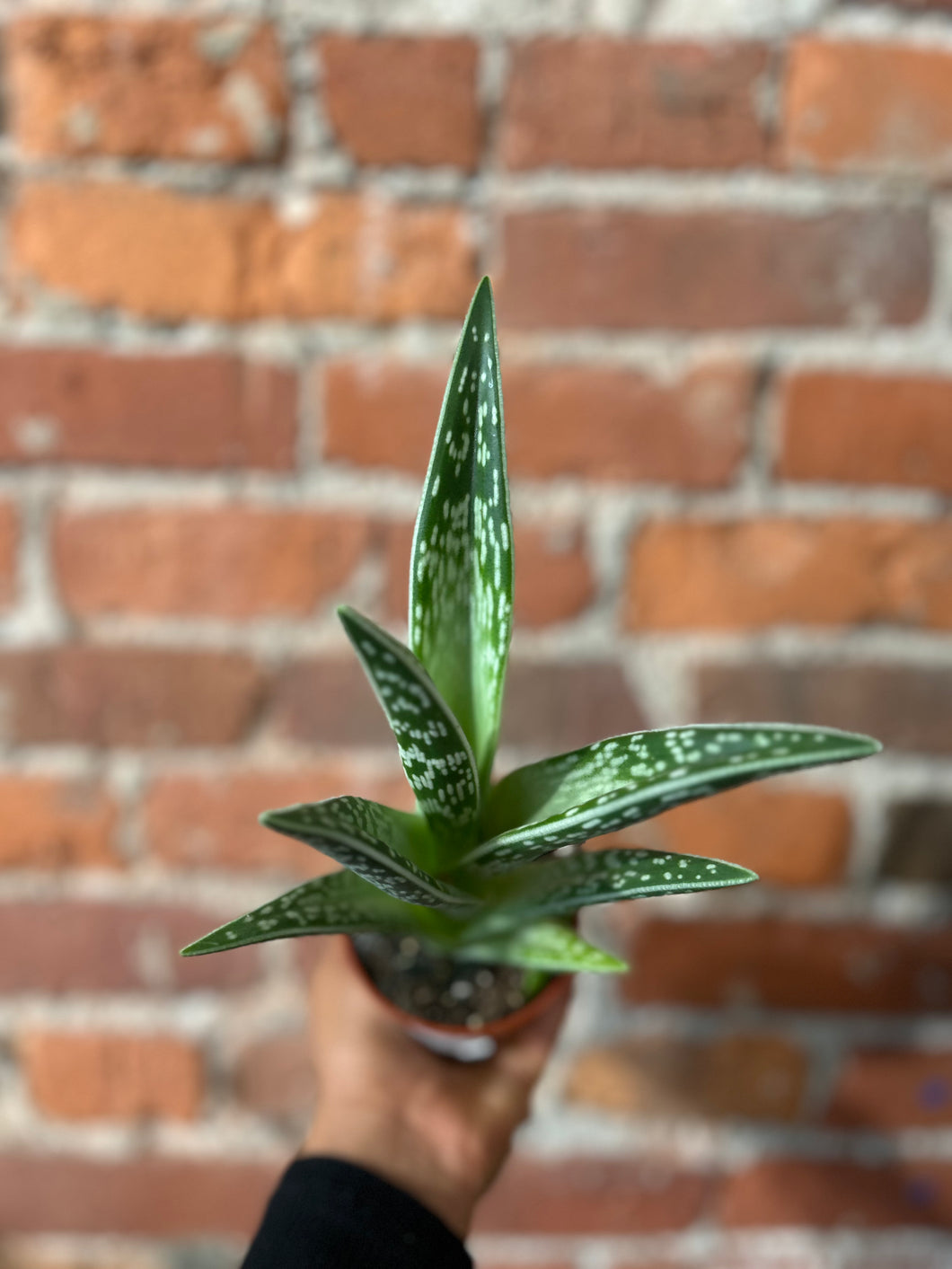 3.5 Aloe Pheasant B-Ind/Top dry