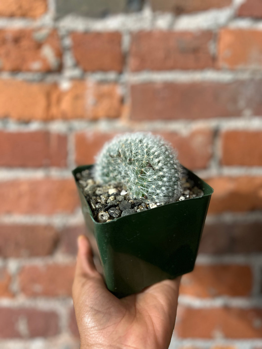 5” Mammillaria Baumii Crest Dir/Dry