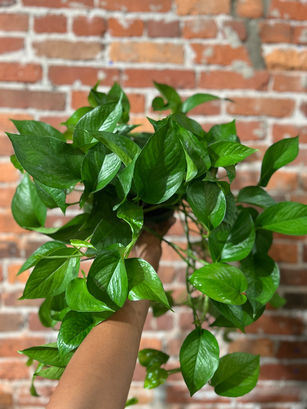 Jade Pothos B-IND to LL/Dry