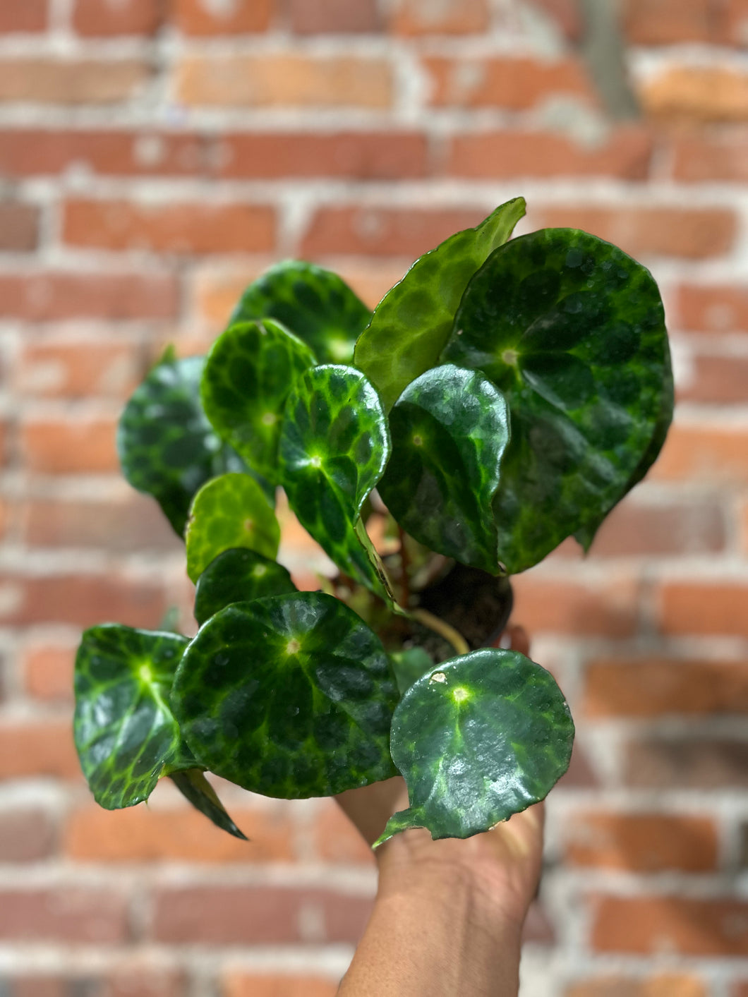 4” Begonia Kingiana Bright/Top Dry