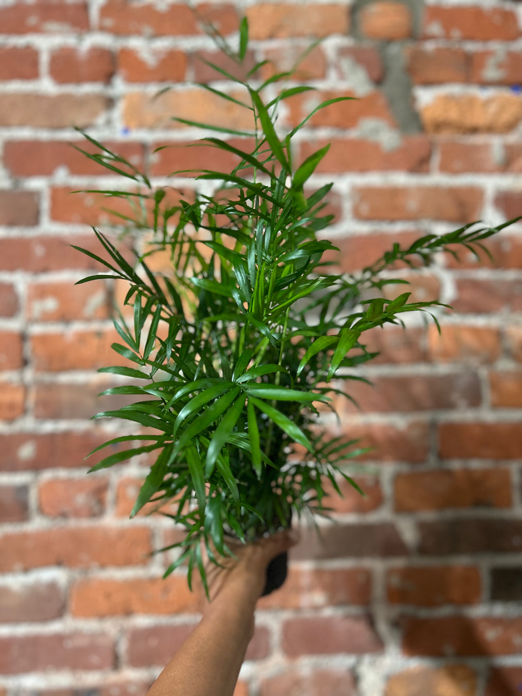 4” Neanthe Palm B-ind to Low/Top Dry