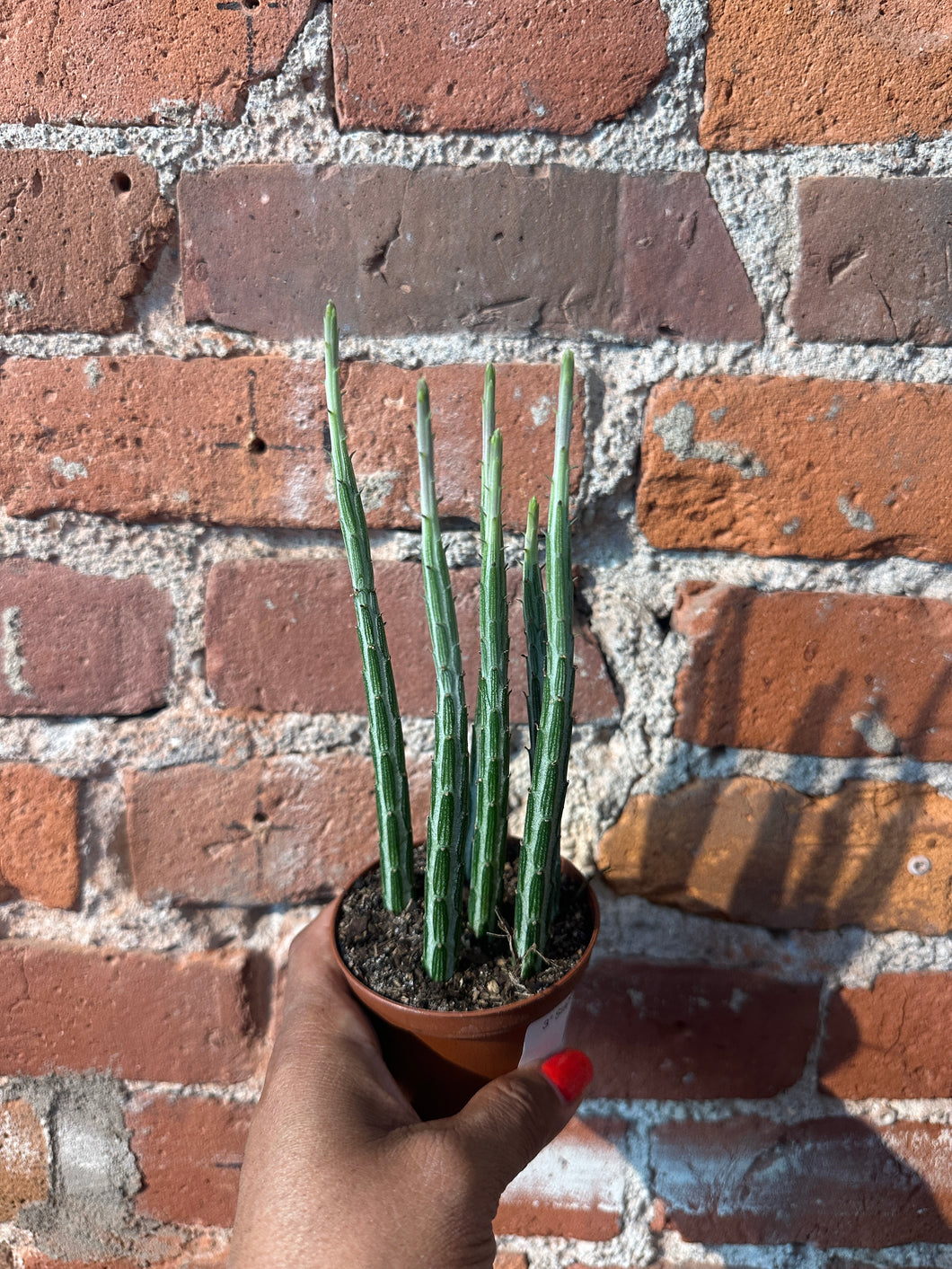 3” Stapeliiformis B-Ind/Top Dry