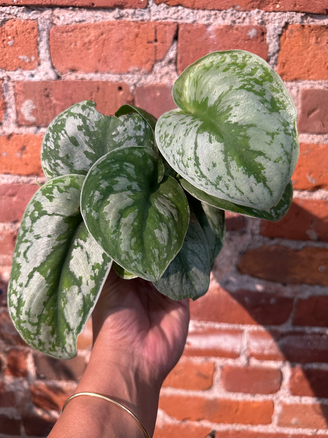 Scindapsus 'Exotica' Low to B-Ind/ Top Dry