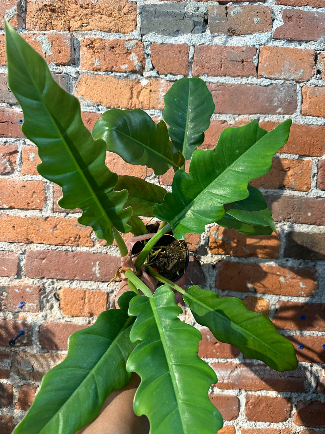 Jungle Boogie Philodendron Med to B-Ind/ Dry Soil