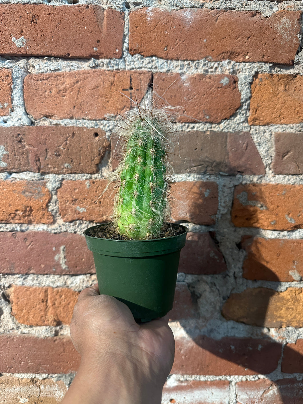 Cacti Assorted Bri to Med/Dry Soil
