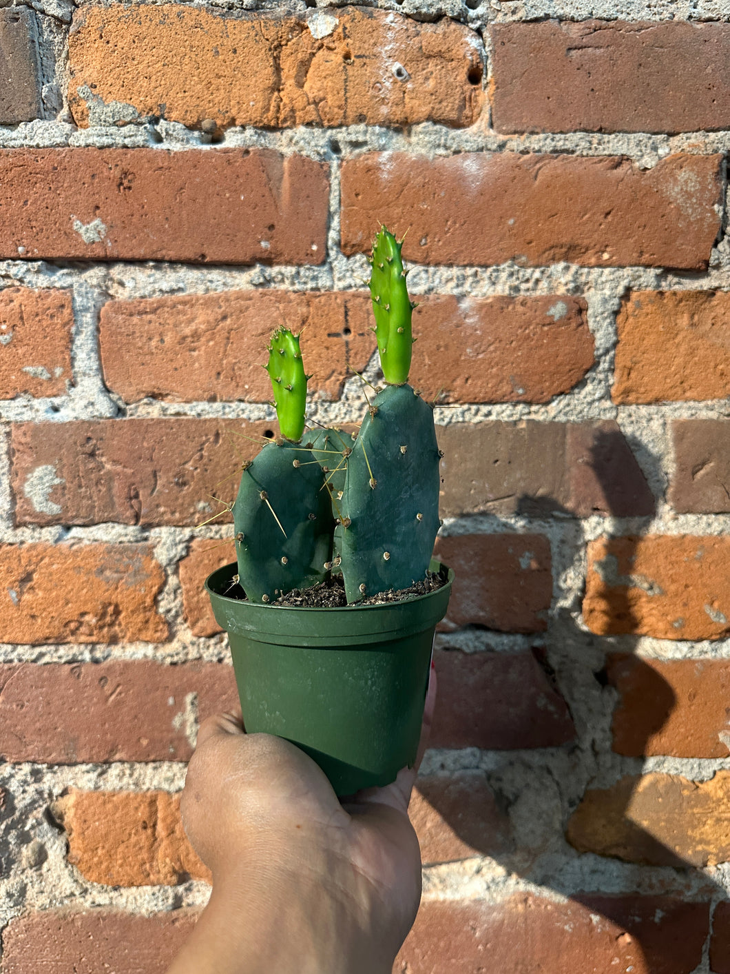 Opuntia Assorted Direct to B-Ind/Dry