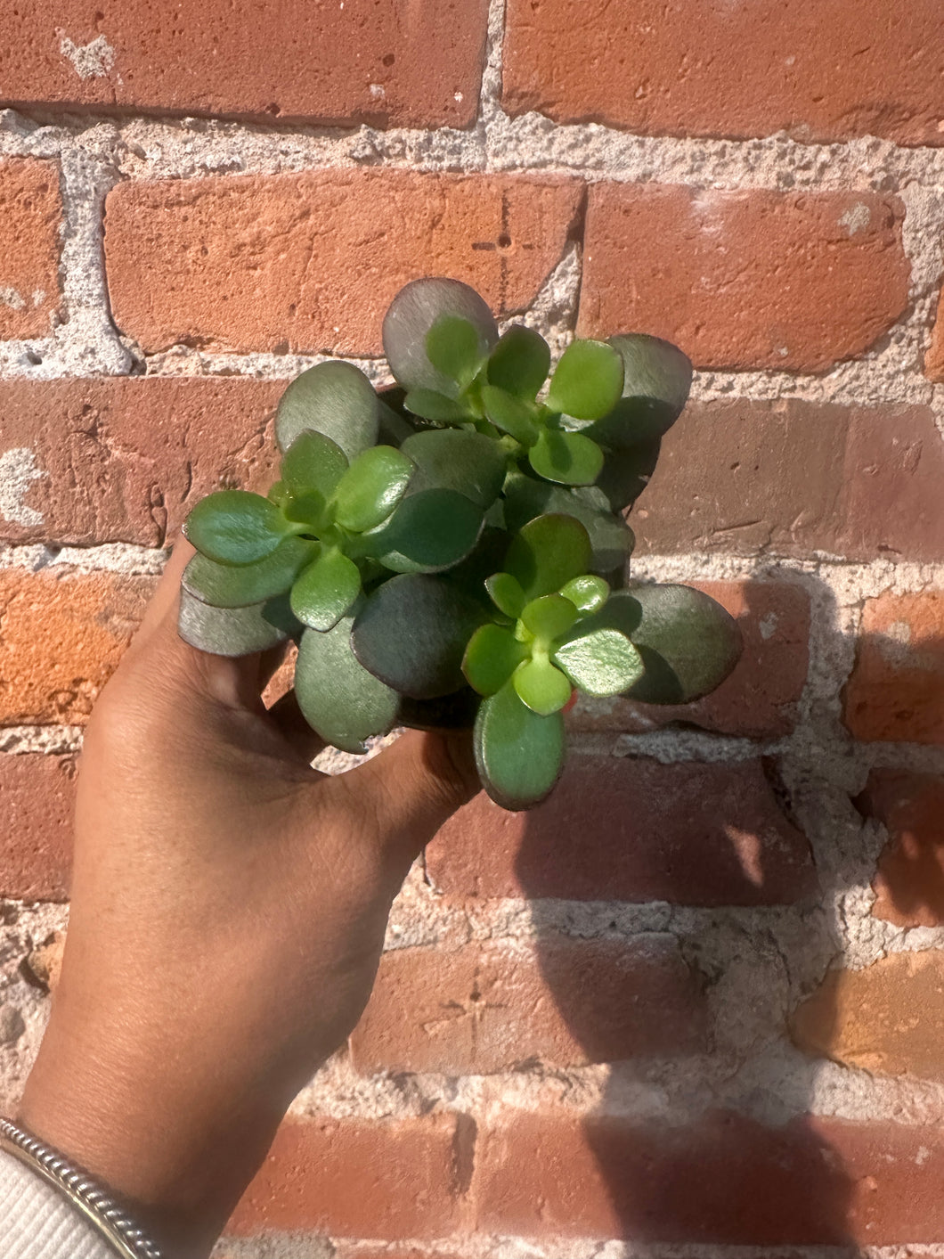 Jade Plant Dir to B-Ind/Dry Soil