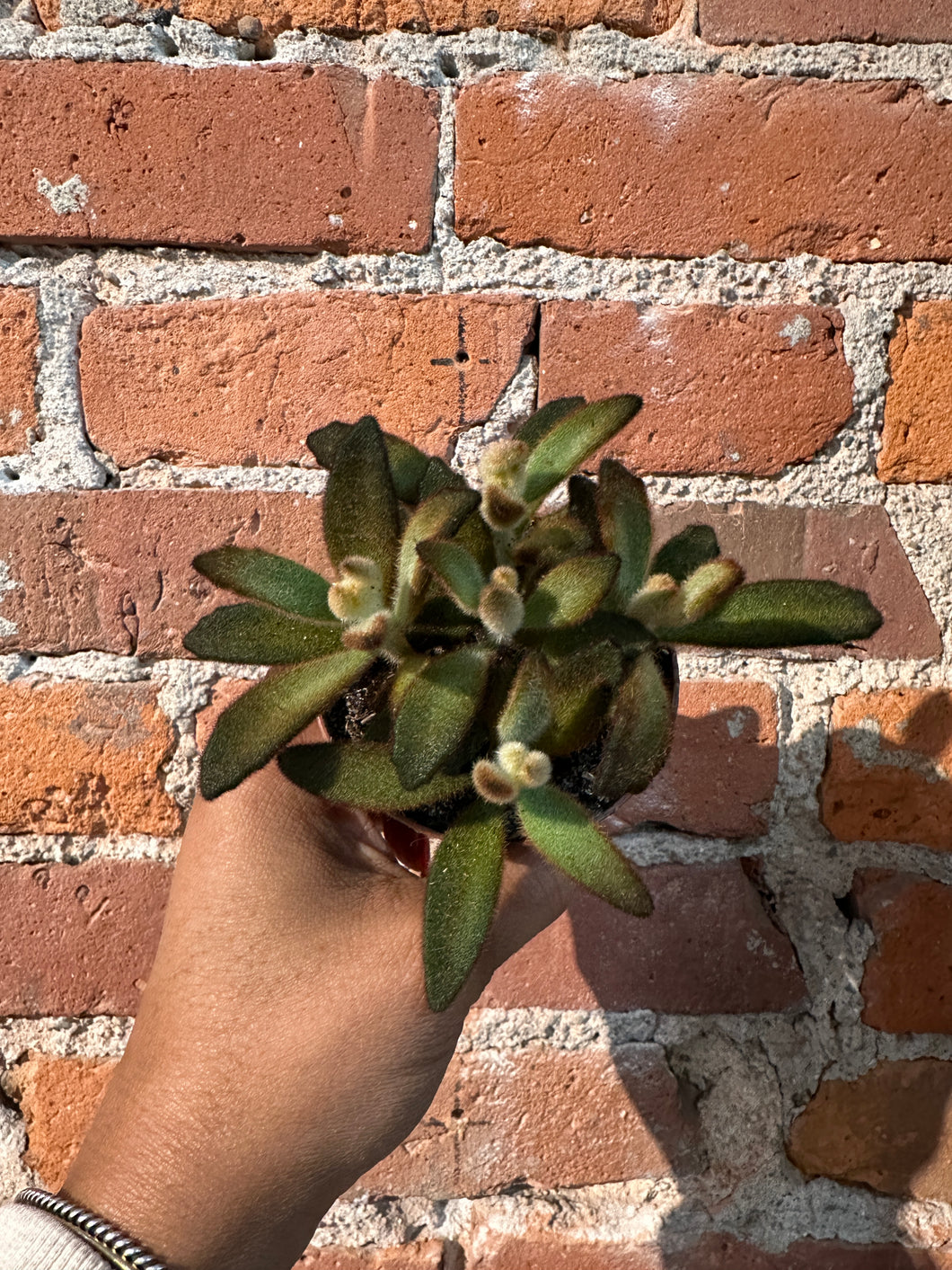 Kalanchoe  Dir to B-Ind/Dry Soil