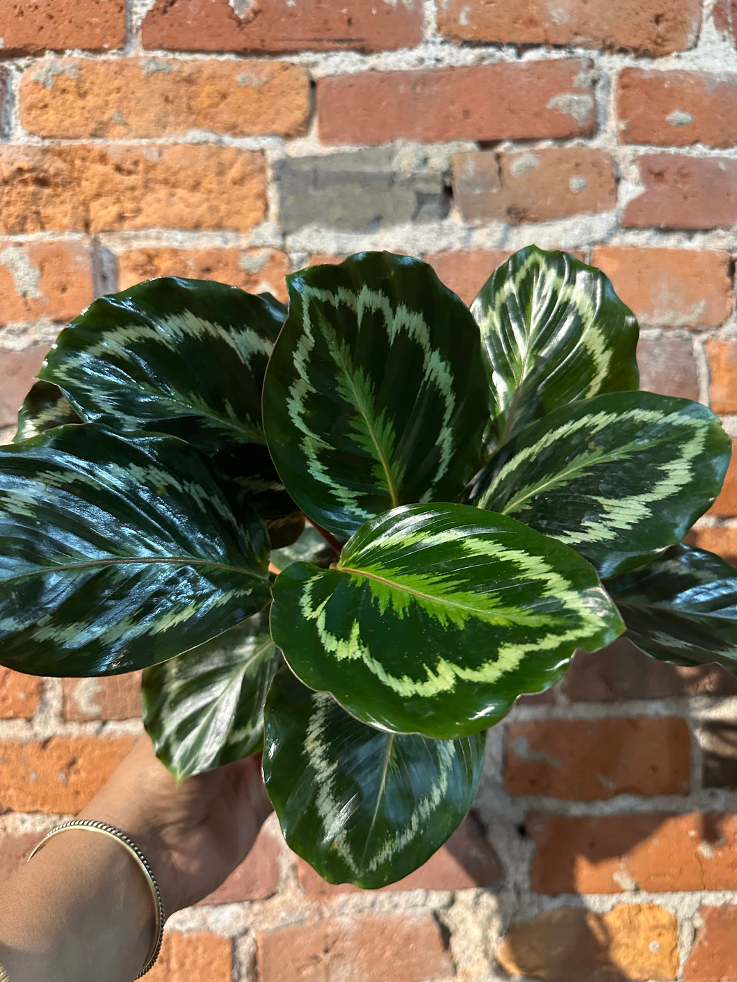 Calathea Medallion B-Indirect/Moist Soil