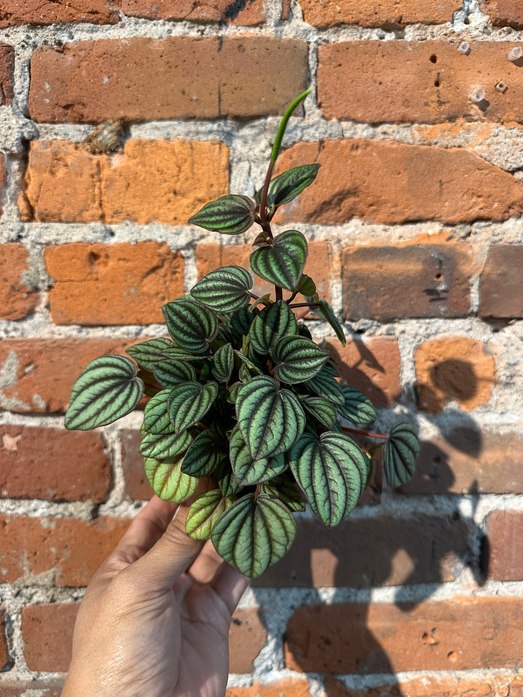 Peperomia Piccolo Bri-Ind/Dry Soil