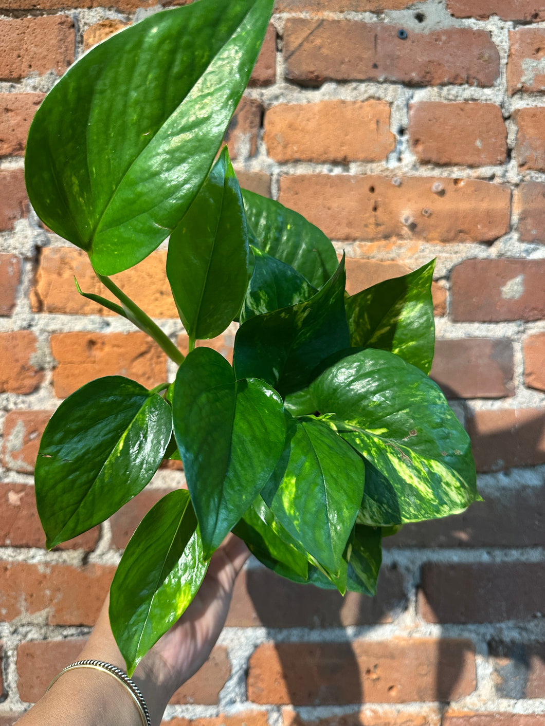 Golden Pothos B-Ind/Moist