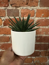 Load image into Gallery viewer, 4&quot; ASSORTED SUCCULENTS Direct to Bri-Indirect/ Soak and Dry
