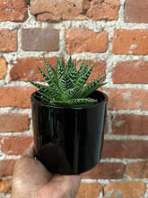 Load image into Gallery viewer, 4&quot; ASSORTED SUCCULENTS Direct to Bri-Indirect/ Soak and Dry
