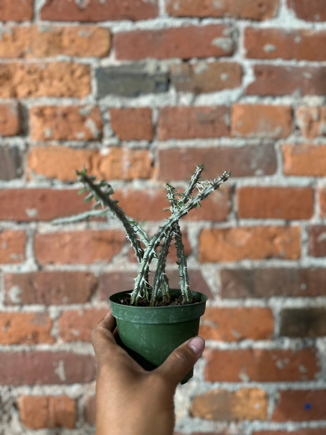 Stapeliiformis B-Ind/Top Dry