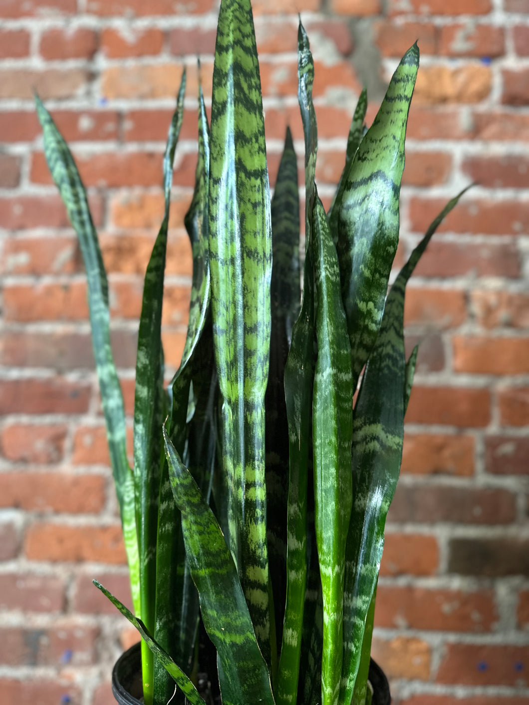 Sansevieria Black Coral LL/Dry Soil