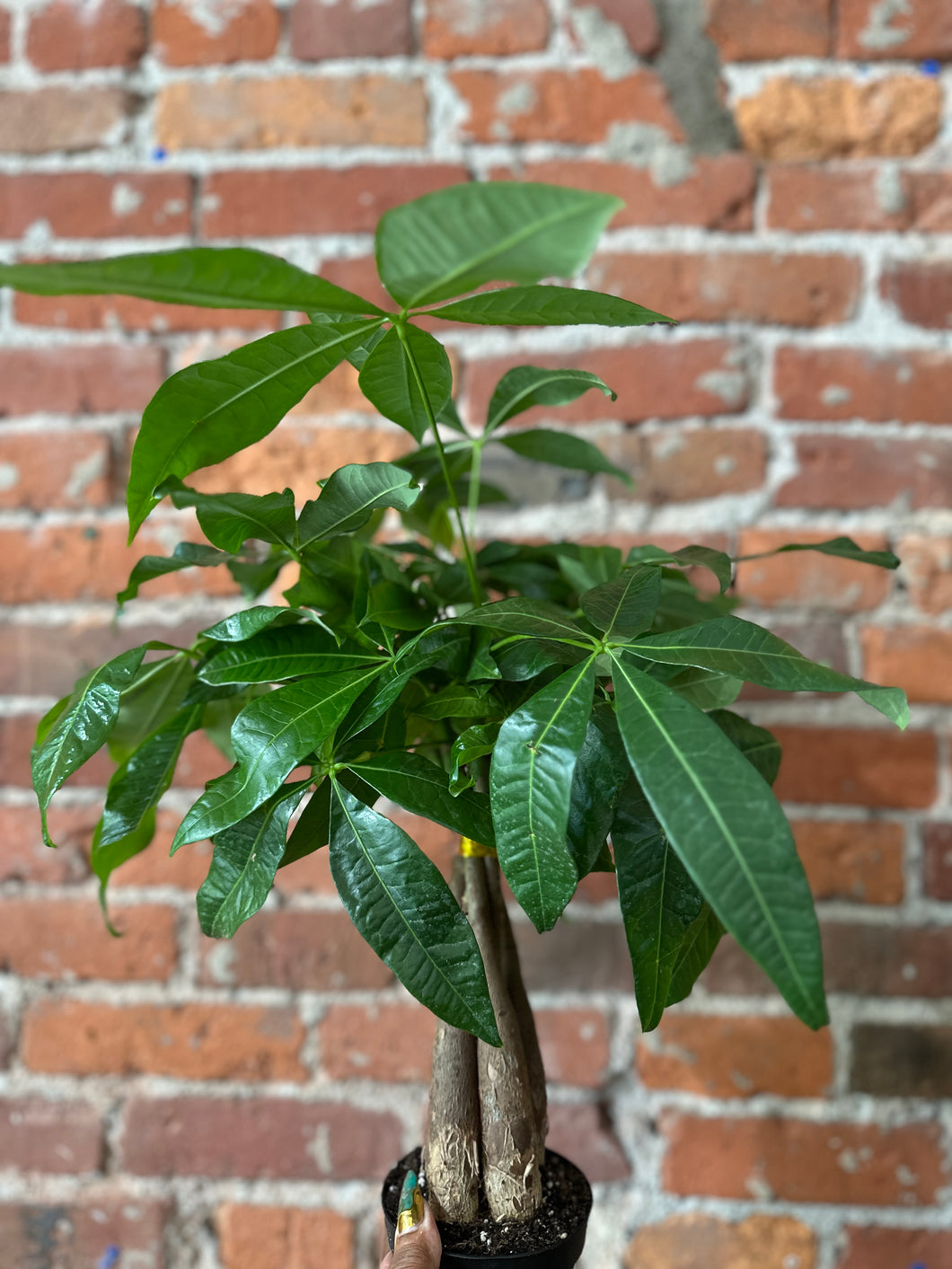 Money Tree  B-Indirect/Moist Soil