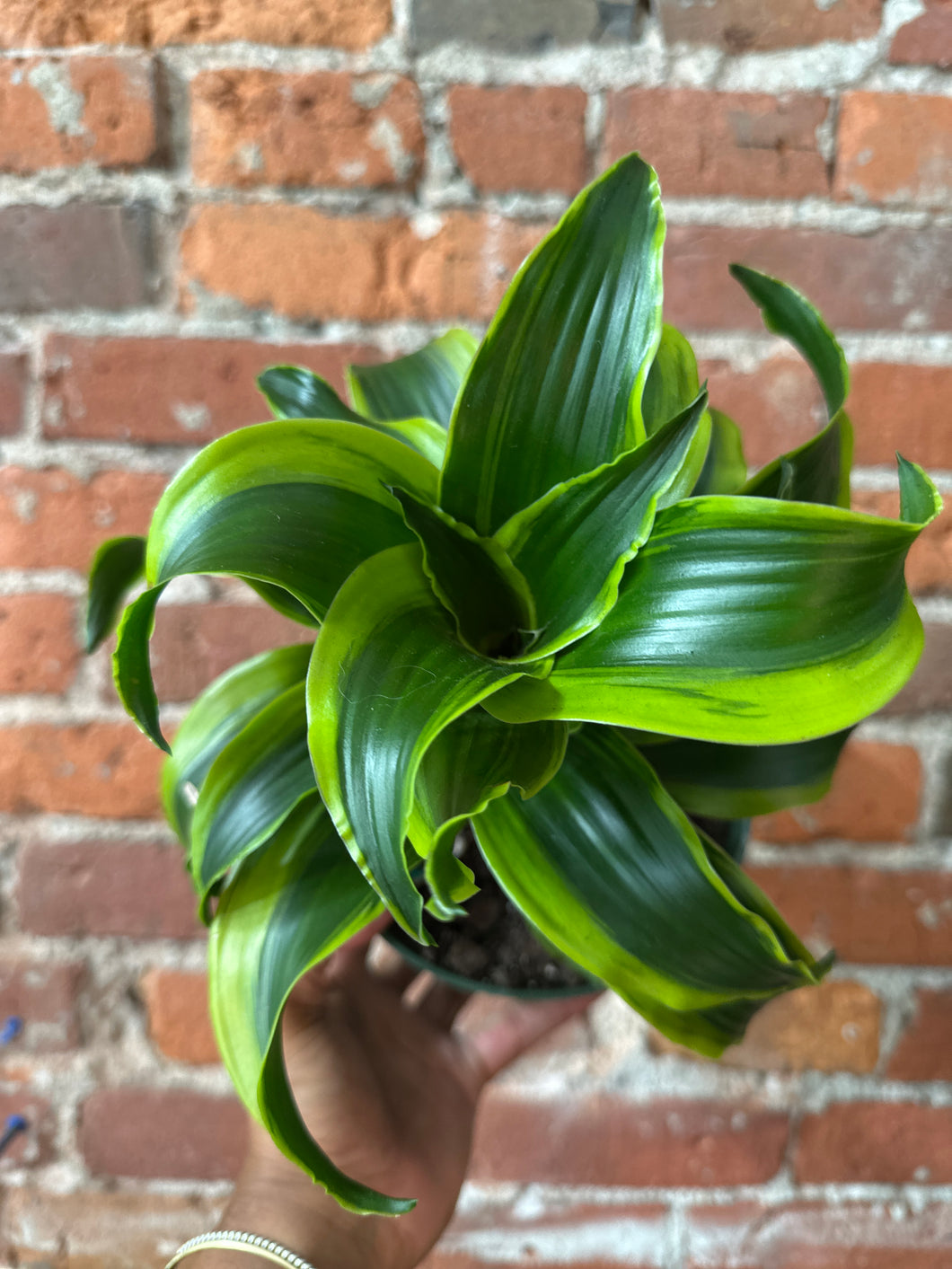 Dracaena Tornado B-Ind/Dry Soil