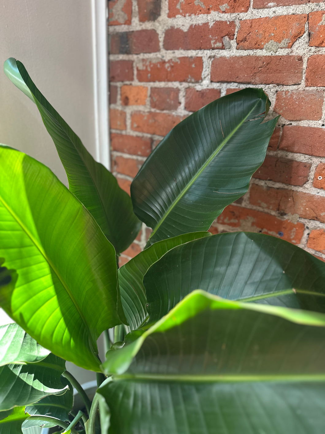 Bird of Paradise White, Strelitzia Nicolai Bright/ Moist Soil