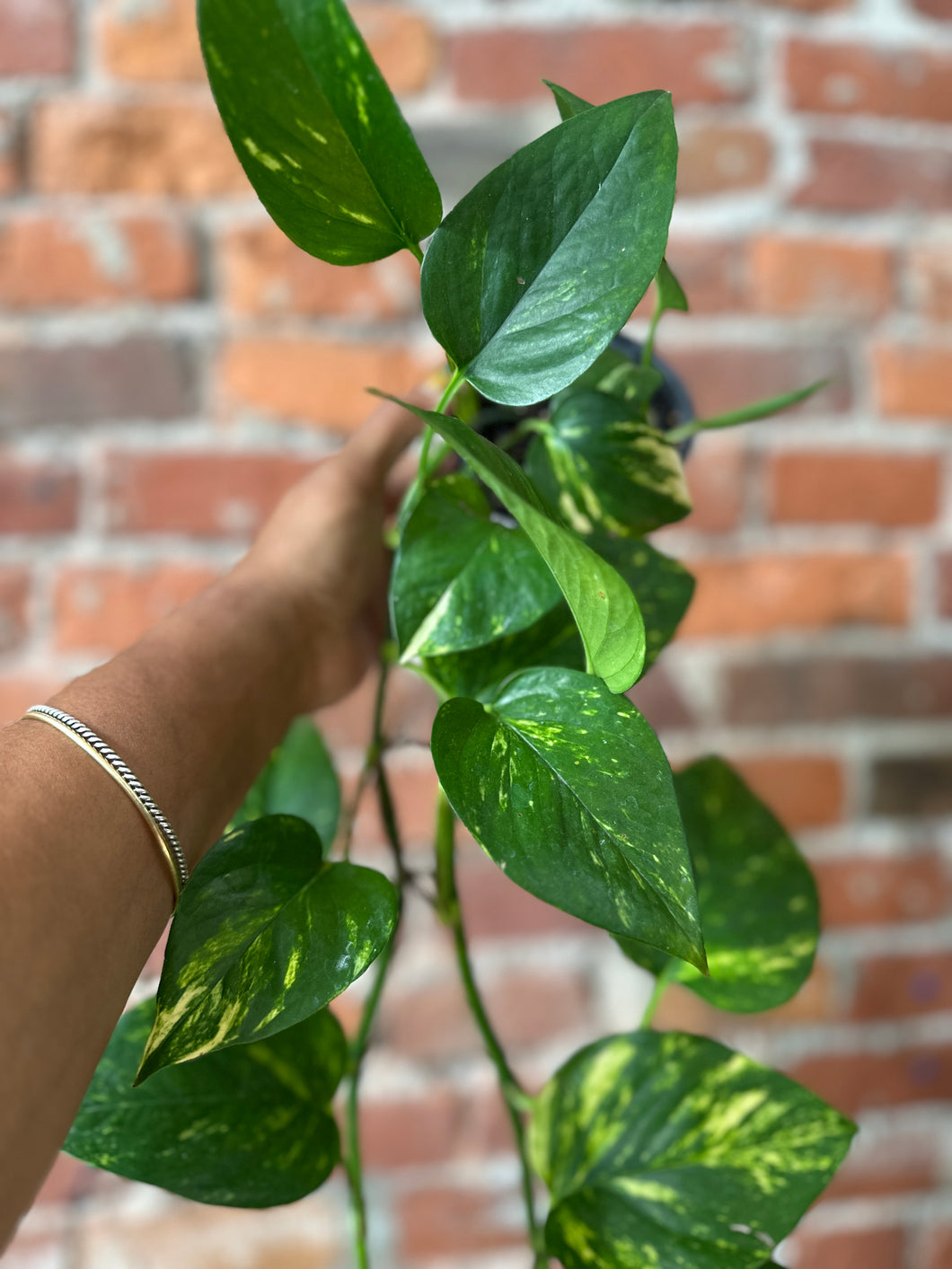 Hawaiian Pothos Bri-Ind to Low/Dry Soil 828