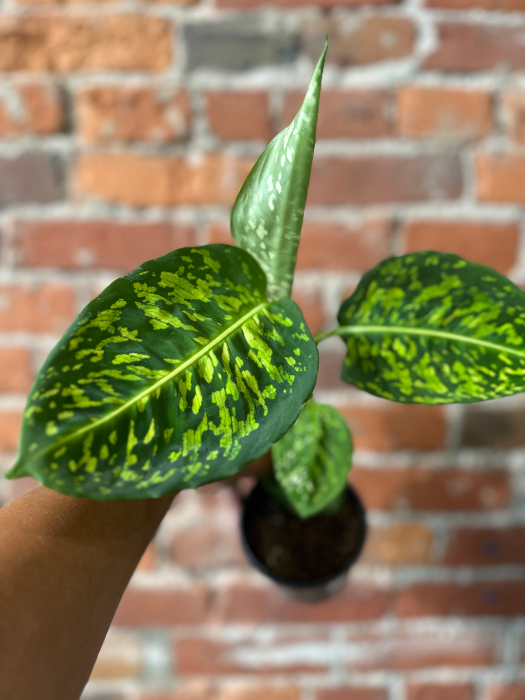 Dieffenbachia Reflector