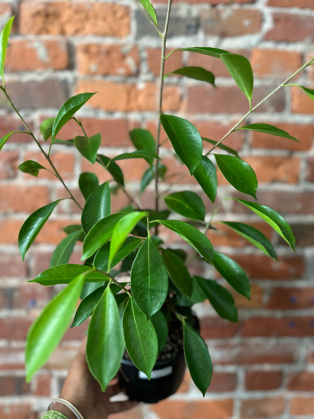 6” Ficus Ginseng  Dir/Moist