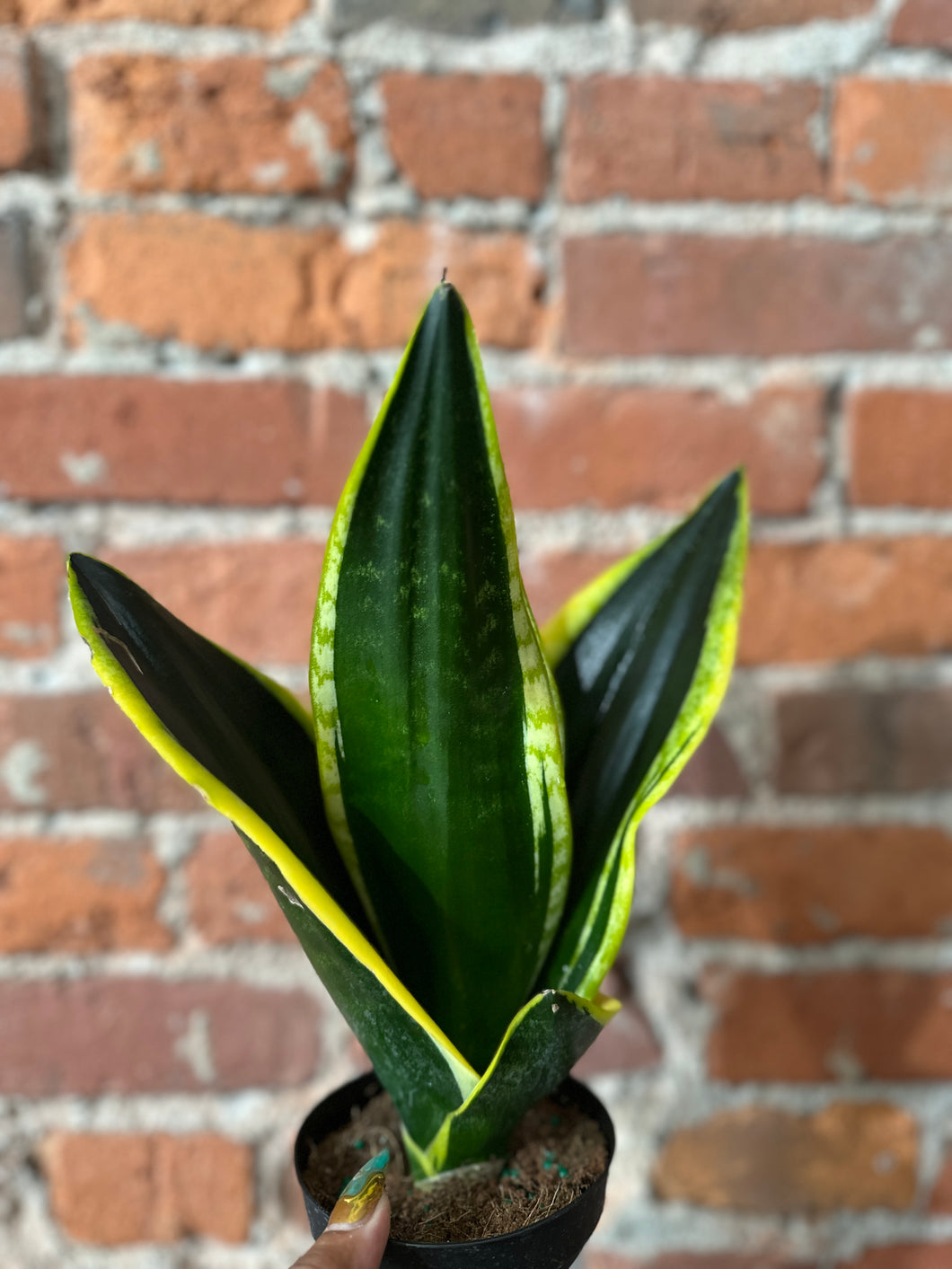 Sansevieria Black Gold Low/Dry