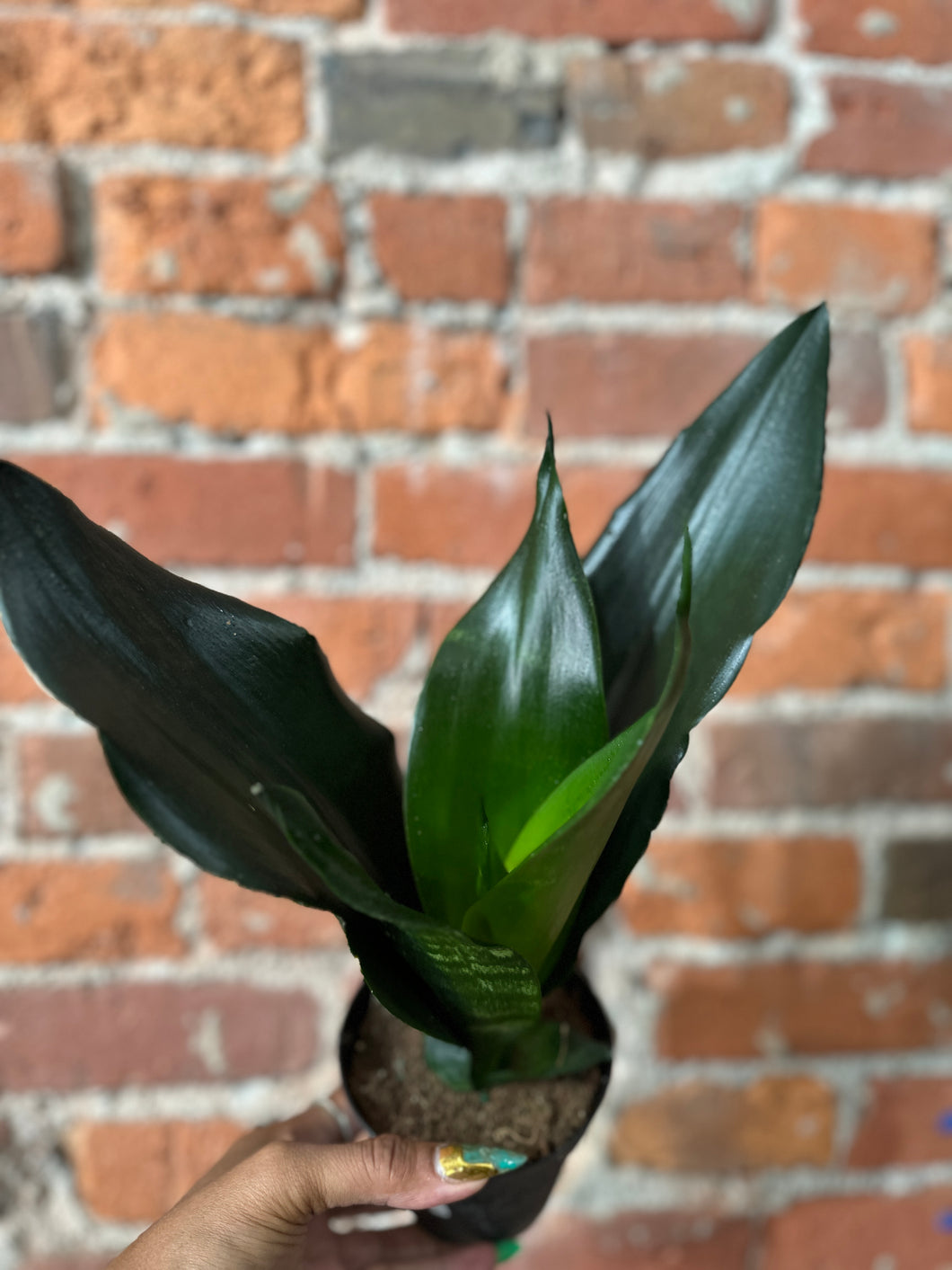 Sansevieria Black Dragon B-Ind to Low/Dry Soil