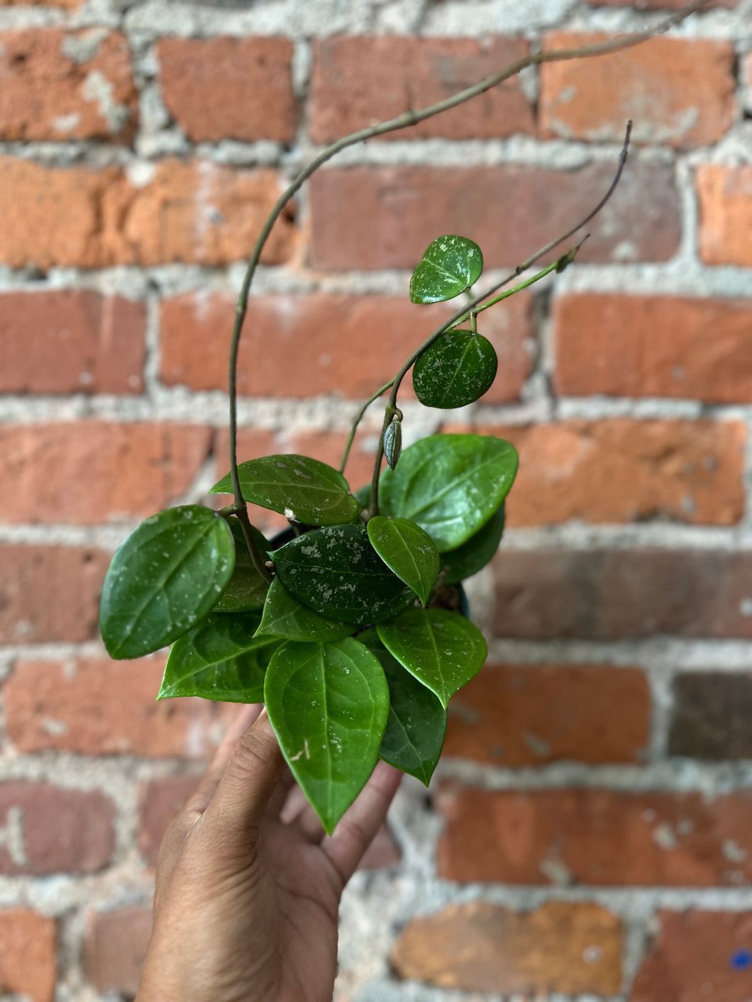 4”  Parasitica Splash Hoya Direct to Indirect/Dry Soil
