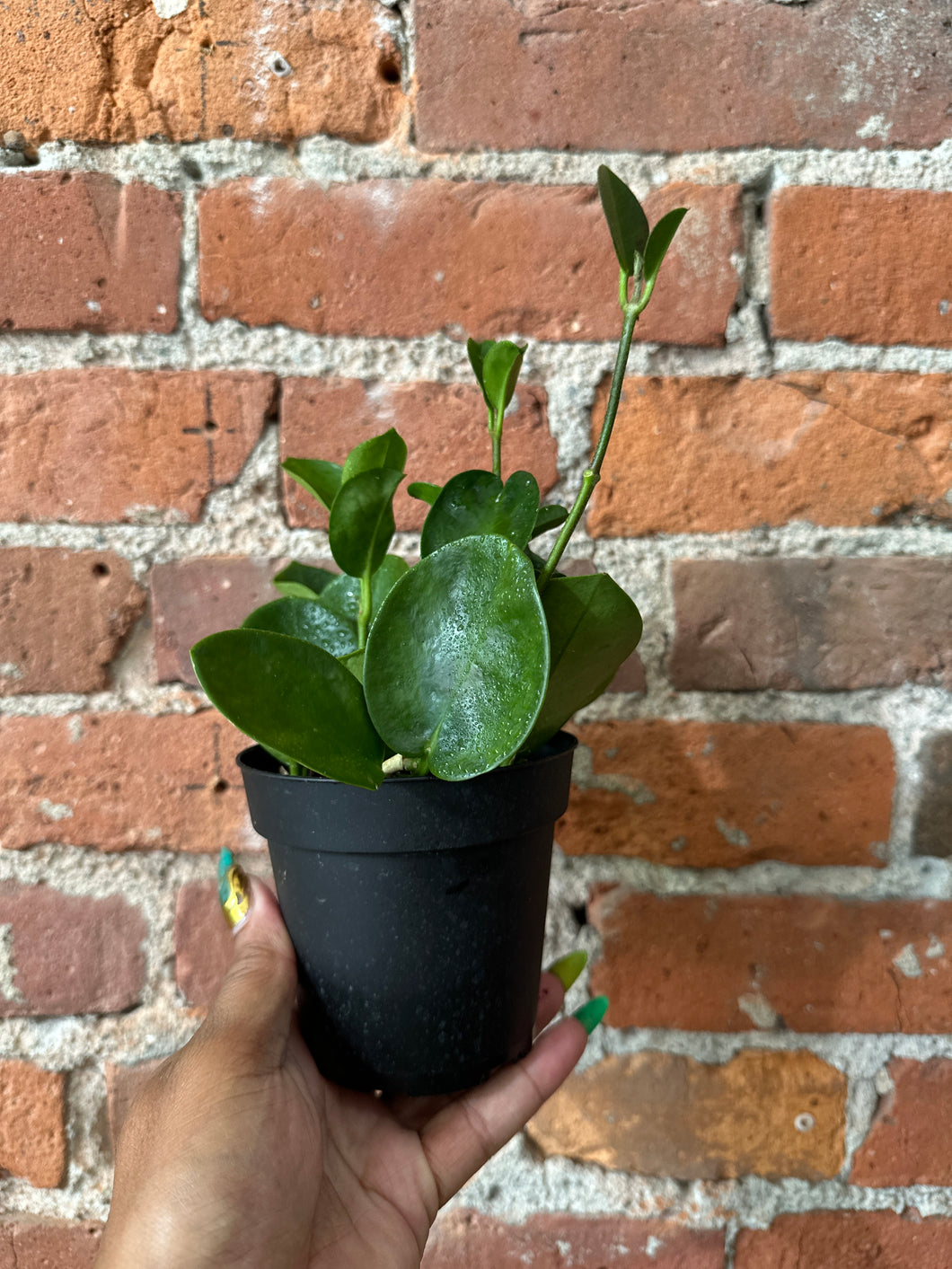 4” Hoya Australis Lisa Med to B-Ind/Dry Soil