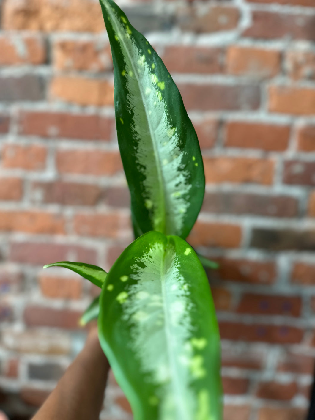 Dieffenbachia Panther Ind/Dry Soil