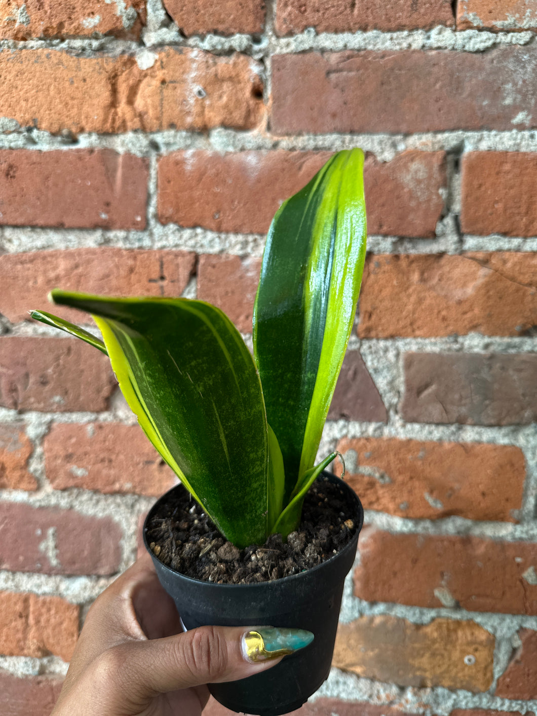 Sansevieria Golden Flame Snake