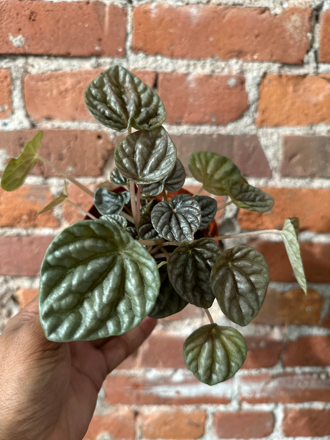 4” Peperomia Schumi Red B-Ind/Top Dry