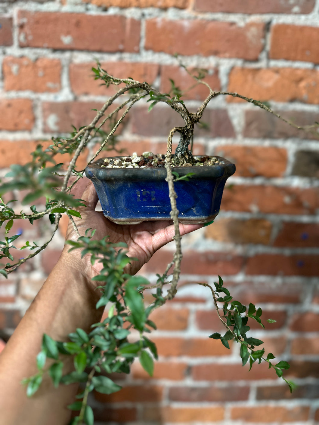 Dwarf Barbados Cherry Bonsai