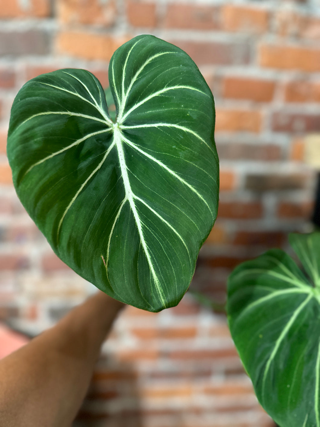 Philodendron Gloriosum Bri-Ind/Moist