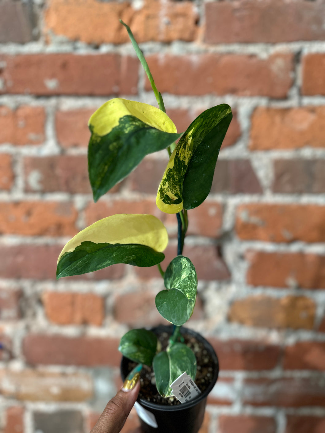 Scindapsus Jade Variegated