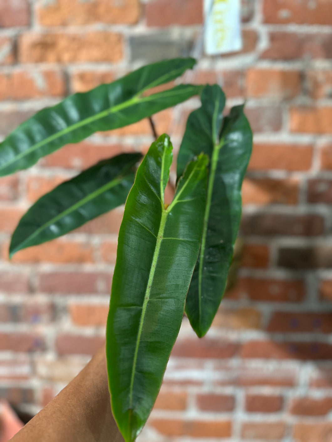 Philodendron Billietiae HB