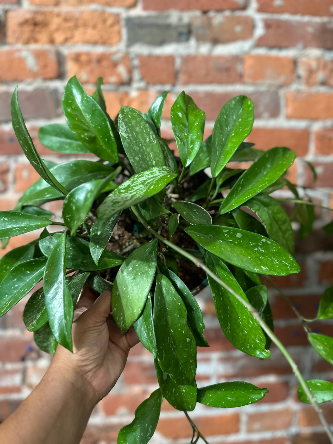 8”  Hoya Pubicalyx  B-Ind/Dry