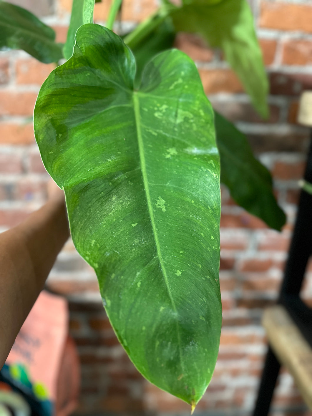 Philodendron 'Jose Buono'