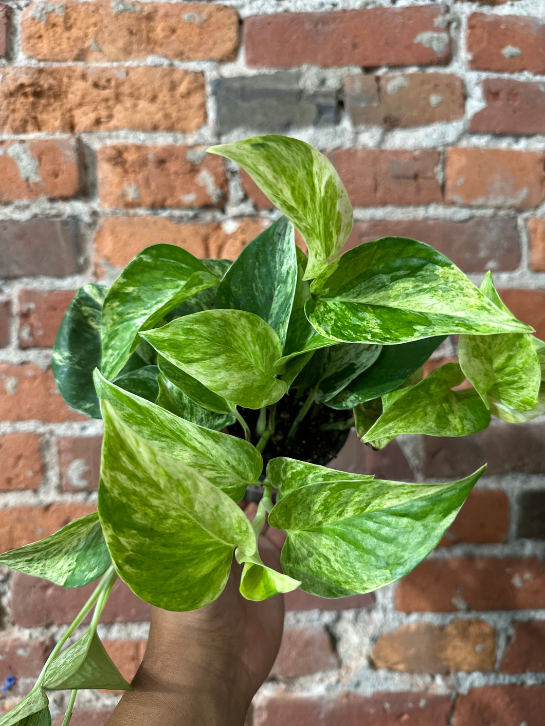 Marble Queen Pothos B-Indirect/Moist