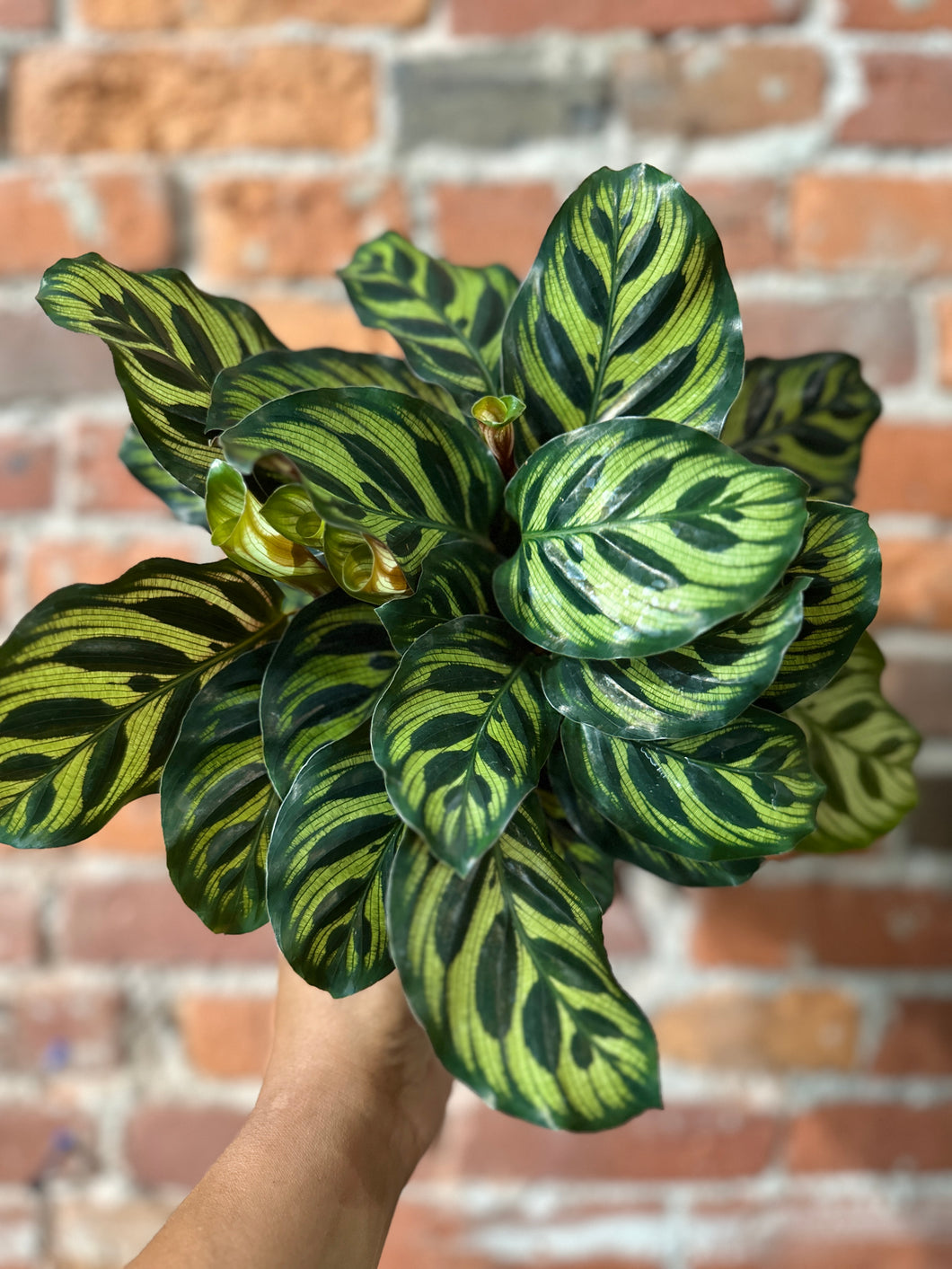 Calathea Makoyana B-Ind/Moist Soil