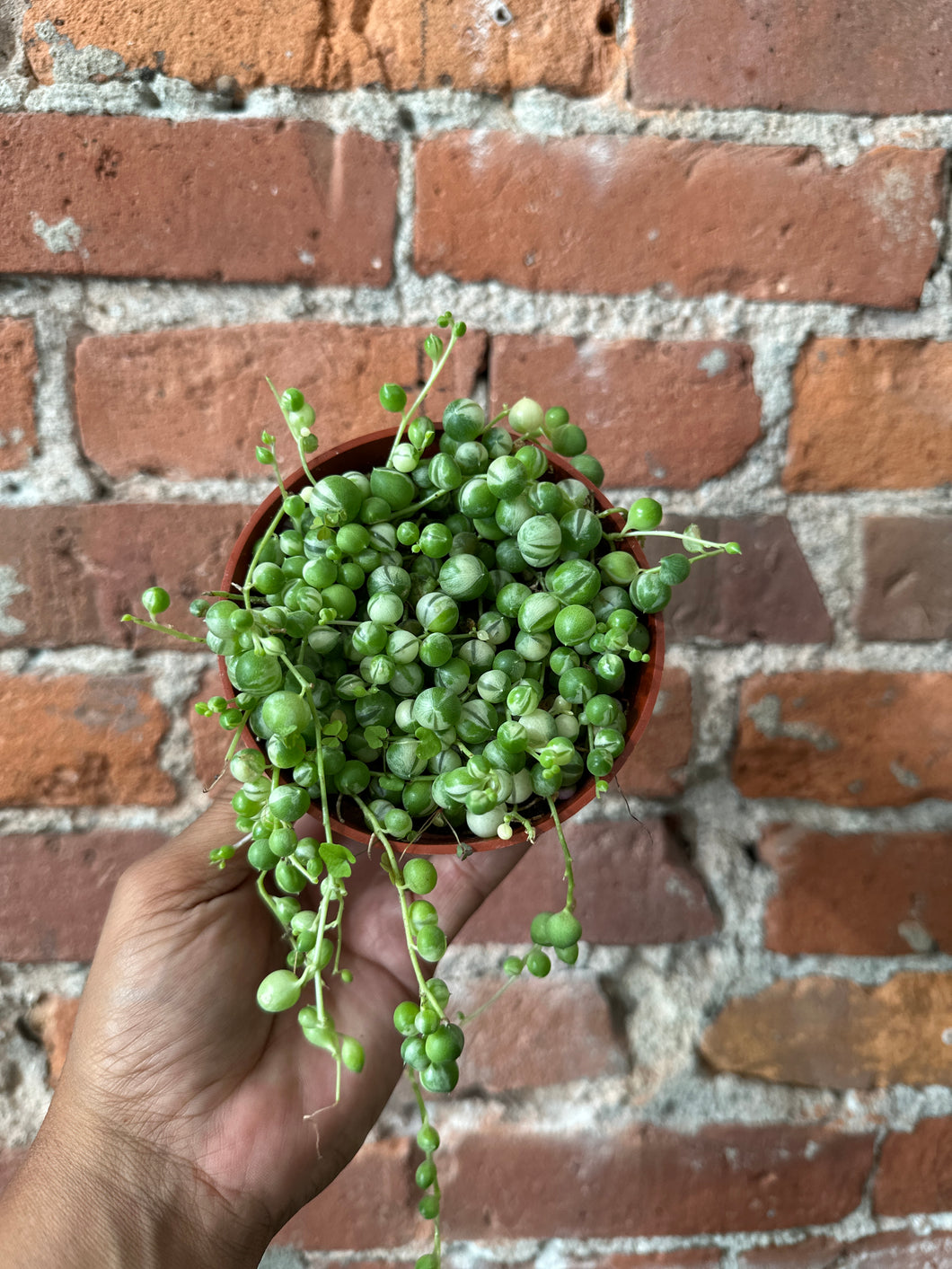 String of Pearls Variegated Bright/Dry Soil