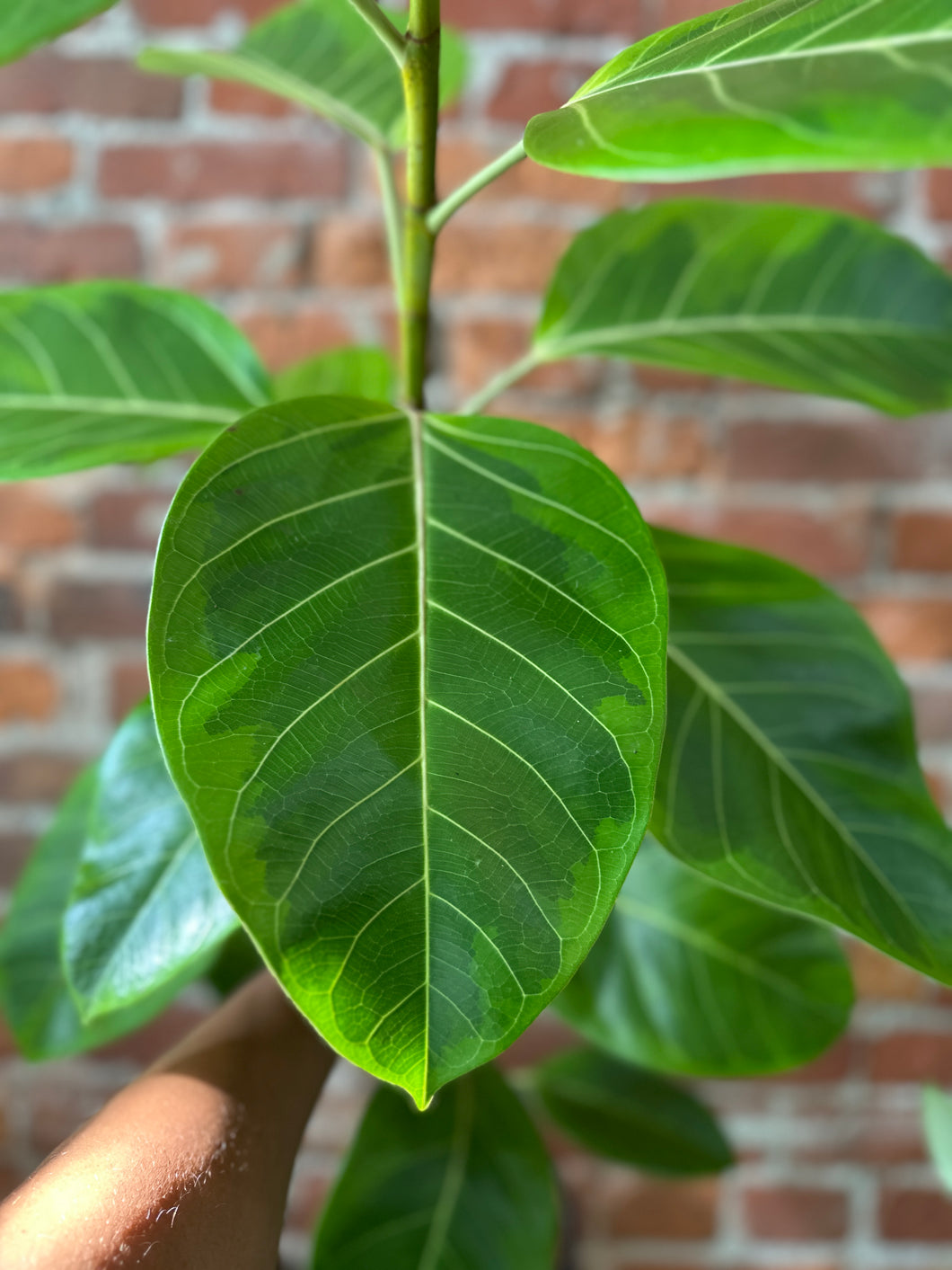 6” Ficus Altissima Variegated DS to B-Ind/Dry Soil