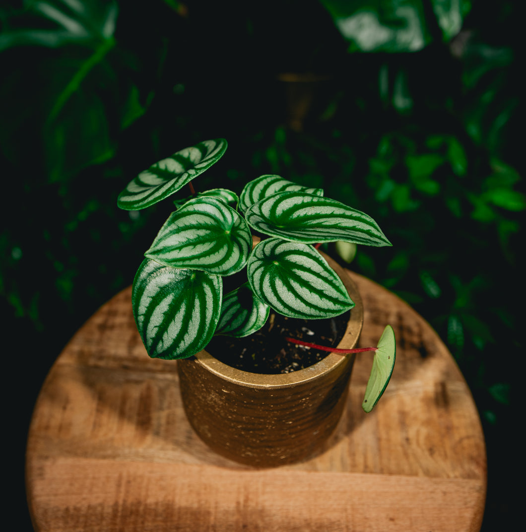 Peperomia Watermelon B-Ind/ 1/2 Dry Soil