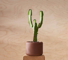 Load image into Gallery viewer, BOTANY porcelain Plant Pot SMALL: Concrete Grey
