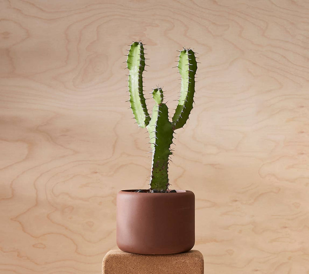 BOTANY porcelain Plant Pot SMALL: Dark Terracotta