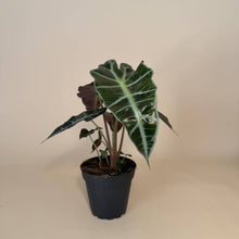 Load image into Gallery viewer, ALOCASIA Polly Live Plant 4in
