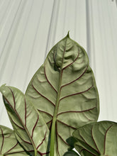 Load image into Gallery viewer, ALOCASIA Silver Dragon Live Plant 4in
