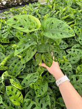 Load image into Gallery viewer, MONSTERA Adansonii - Wide Live Plant 4in
