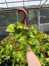 Load image into Gallery viewer, POTHOS Hawaiian HB Live Plant 6in
